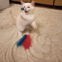 Лот: 16776650. Фото: 2. Отдам белого голубоглазого котёнка. Животные и уход