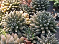 Лот: 9168581. Фото: 4. Суккулент Микс. синокрассула Sinocrassula... Красноярск