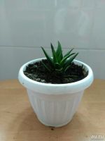 Лот: 6255472. Фото: 2. Красивый неколючий кактус Haworthia... Комнатные растения и уход