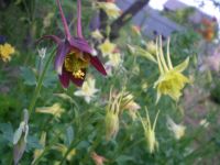 Лот: 4224432. Фото: 3. Аквилегия "мистер Скотт Эллиот... Для дачи, дома, огорода, бани, парка