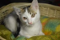 Лот: 8998567. Фото: 6. Котенька ищет дом (коробка корма...