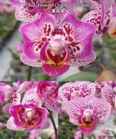 Лот: 17827733. Фото: 2. Орхидея Фаленопсис(261)Formosa... Комнатные растения и уход