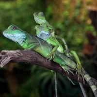 Лот: 3016881. Фото: 2. Водяная агама (Physignathus cocincinus... Животные и уход