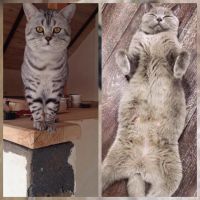 Лот: 5736318. Фото: 3. Британские котята. Растения и животные