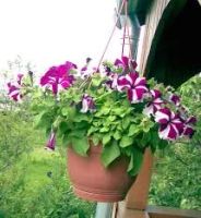 Лот: 5492764. Фото: 5. Петуния ампельная Баскин Роббинз...