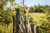 Лот: 6267764. Фото: 10. Отличный портретный объектив...