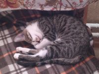 Лот: 5758003. Фото: 6. Котенок Тигра, 3,5 месяца!