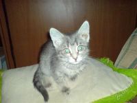Лот: 257449. Фото: 2. Киса. Животные и уход