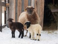 Лот: 13401115. Фото: 5. Молодые овечки - Ярочки от 2,5...