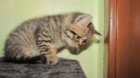 Лот: 8716069. Фото: 6. красивый котенок от экзотического-перса