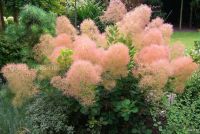 Лот: 13821716. Фото: 3. Скумпия кожевенная (Cotinus cogg... Для дачи, дома, огорода, бани, парка