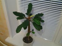 Лот: 3927263. Фото: 3. Молочай беложильчатый - Эуфорбия... Растения и животные