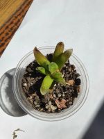 Лот: 13777012. Фото: 2. Хавортия truncata "tenuis" X cymbiformis... Комнатные растения и уход