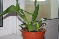 Лот: 3535206. Фото: 4. Орхидея онцидиум с цветоносом. Красноярск