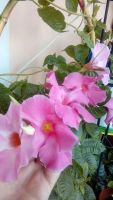 Лот: 10100592. Фото: 3. Дипладения Kosmos Pink. Растения и животные