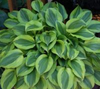 Лот: 9529169. Фото: 5. хоста Гранд Тиара (hosta Grand...