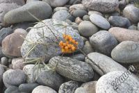 Лот: 12070682. Фото: 2. Валуны 9 кубов. Строительные материалы