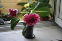 Лот: 2879081. Фото: 2. Глоксиния 19 (цветет). Комнатные растения и уход