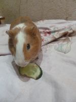 Лот: 6987672. Фото: 4. Отдам только в добрые руки рыжего... Красноярск