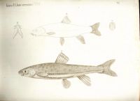 Лот: 18032872. Фото: 10. Протоколы заседаний императорского...