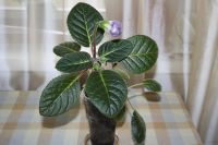 Лот: 5304319. Фото: 6. Глоксиния тигрина синяя 2 Очень...