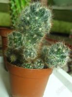 Лот: 2882931. Фото: 2. Кактус цветущий Mammillaria prolifera... Комнатные растения и уход