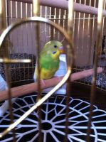 Лот: 6628607. Фото: 6. Красивая , большая клетка на подставке...