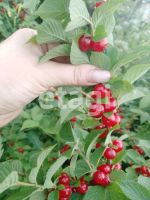 Лот: 25288923. Фото: 16. 1-комн. дача , дачный посёлок...