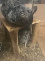 Лот: 23273219. Фото: 2. Шиншилла 1. Животные и уход