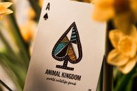 Лот: 15646293. Фото: 4. Карты Animal Kingdom от Theory11...