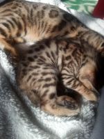 Лот: 17213660. Фото: 7. Бенгалка девочка котёнок 07.01...