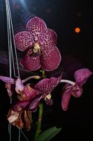 Лот: 5508571. Фото: 3. Орхидея Vanda. Растения и животные