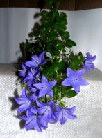 Лот: 5536164. Фото: 2. Колокольчик синий ( жених) цветущий... Комнатные растения и уход
