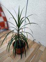 Лот: 22609466. Фото: 3. Драцена 52 см. Растения и животные