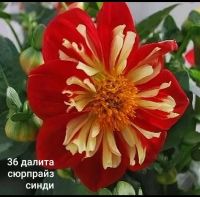 Лот: 15923253. Фото: 3. Вегетативный гергин. Для дачи, дома, огорода, бани, парка