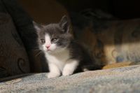 Лот: 4076874. Фото: 5. _КоТяТа