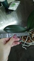 Лот: 17385175. Фото: 2. Орхидея фаленопсис. Комнатные растения и уход
