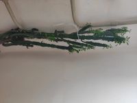 Лот: 16098031. Фото: 4. Продам гигантский мексиканский... Красноярск