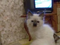 Лот: 2395379. Фото: 3. Котята. Растения и животные