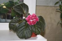 Лот: 4123943. Фото: 3. Глоксиния (лист). Растения и животные