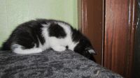 Лот: 8722012. Фото: 2. красивый котенок от экзотического-перса... Животные и уход