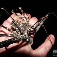 Лот: 8222734. Фото: 3. Фрины. Растения и животные