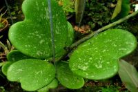 Лот: 4229667. Фото: 4. Хойя /Hoya kerrii spotted leaves. Красноярск