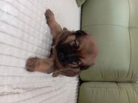 Лот: 24670105. Фото: 7. АГорыныч