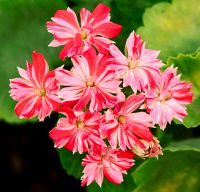 Лот: 9947833. Фото: 2. Сортовая кактусовидная пеларгония... Комнатные растения и уход