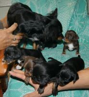 Лот: 6099322. Фото: 7. Щенята той-терьера "крошечки"