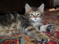 Лот: 7703463. Фото: 2. Продам чудесных котят. Курильский... Животные и уход