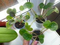 Лот: 2067993. Фото: 3. фиалка голубая (молодые розетки... Растения и животные