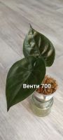 Лот: 24396646. Фото: 2. Алоказии разные. Комнатные растения и уход