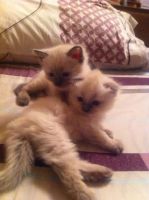 Лот: 5190215. Фото: 2. Британские котята. Животные и уход